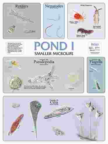 Pond and Smaller Microlife Poster for Biology and Life Science