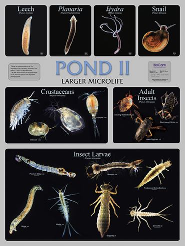 Pond and Smaller Microlife Poster for Biology and Life Science