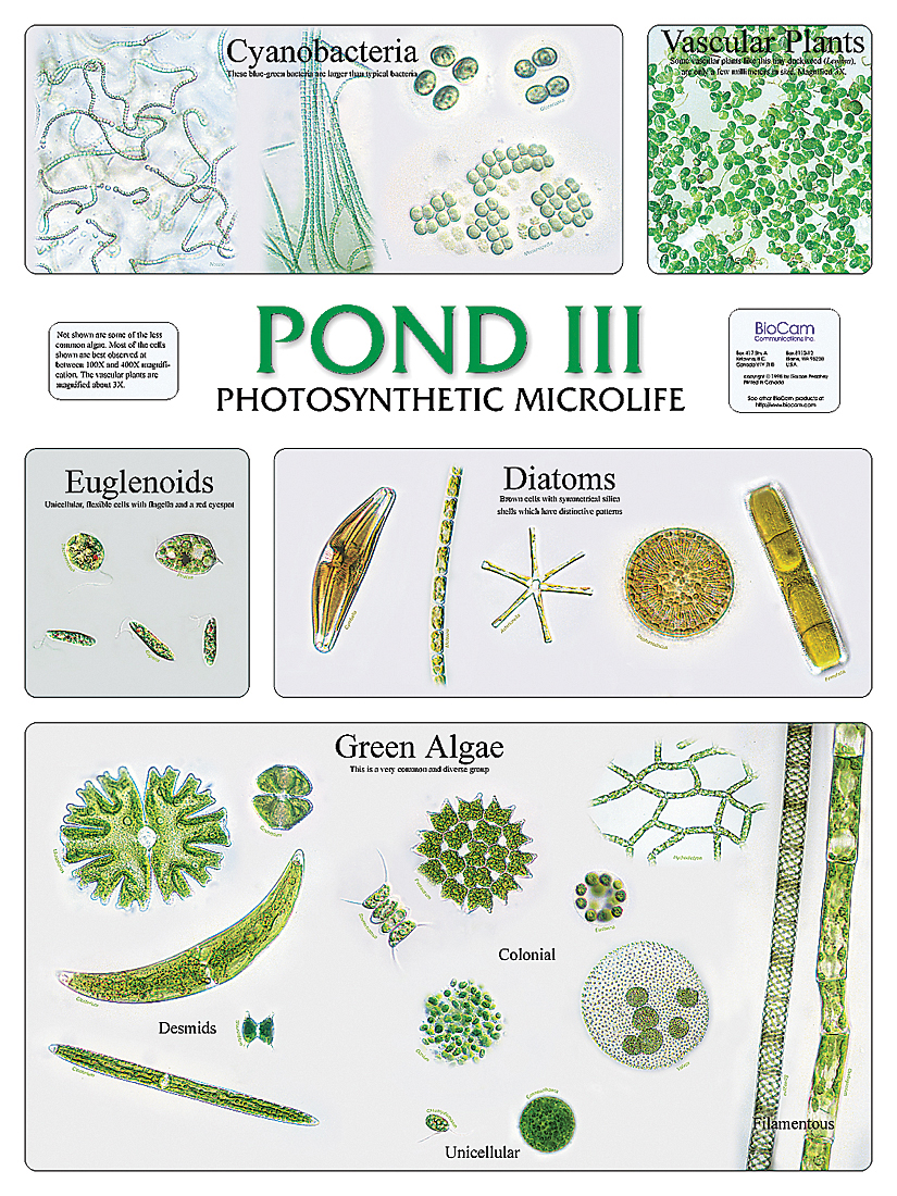 Pond Life Chart