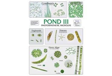 Pond III and Photosynthetic Microlife Chart for Biology and Life Science