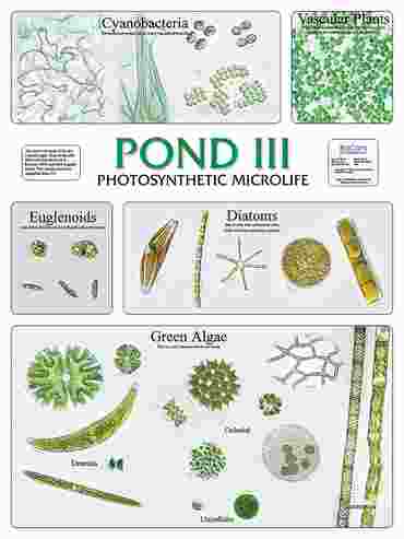 Pond III and Photosynthetic Microlife Chart for Biology and Life Science