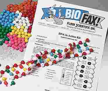 pop beads, dna models, dna structure, dna