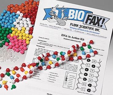 pop beads, dna models, dna structure, dna