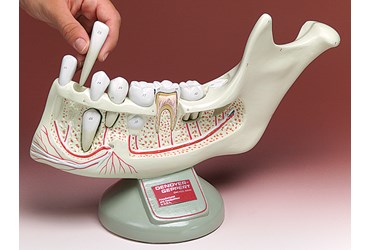 Lower Youth Jaw with Removable Teeth for Anatomy Studies