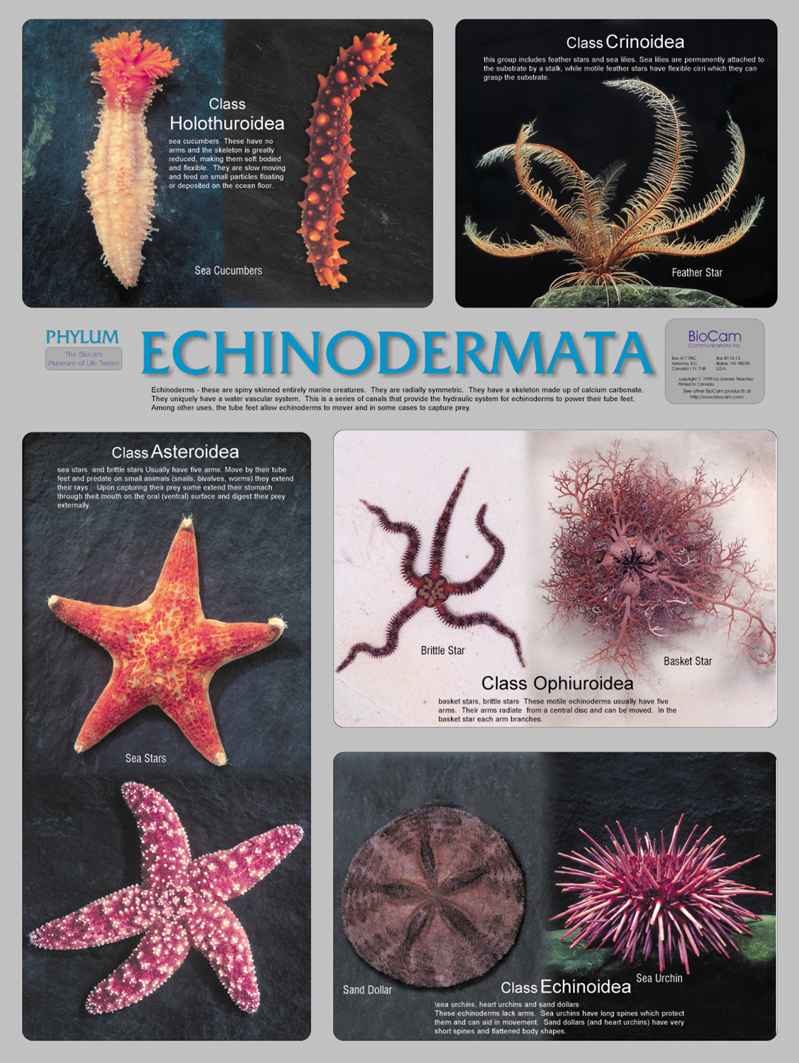echinodermata phylum poster phylum chordata comparison chart