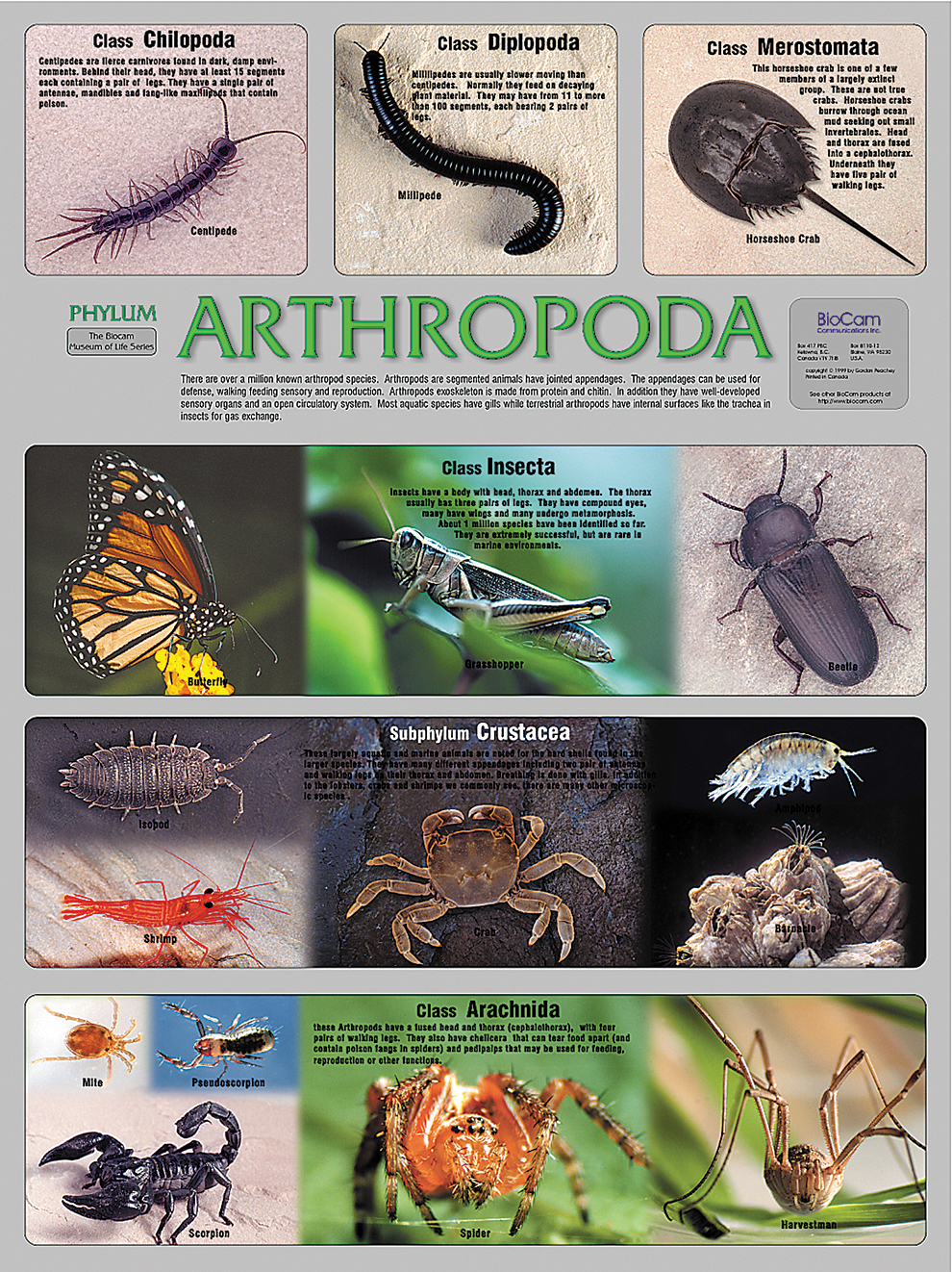 Arthropoda Phylum Poster