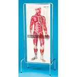 Thin Man Chart and Stand for Anatomy Studies