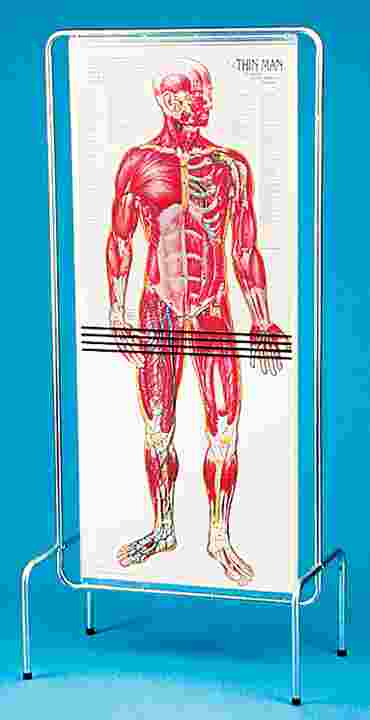 Thin Man Chart and Stand for Anatomy Studies
