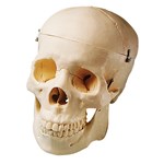 Human Skull Model for Anatomy Studies