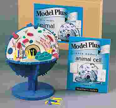 Animal Cell Model Kit for Biology and Life Science