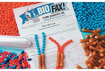 The Cell Cycle and Simulation of Chromosome Behaviors Activity Kit for Biology and Life Science