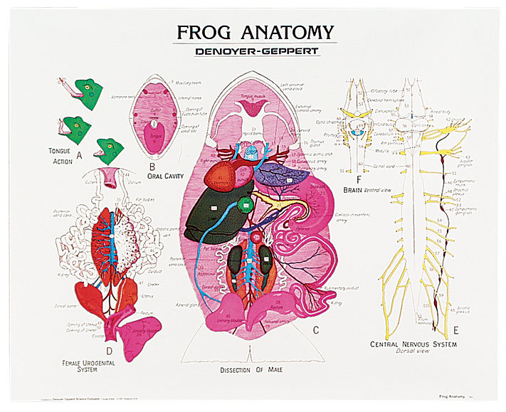 anatomy of a frog
