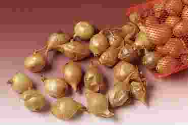 Onion Bulb Set for Biology and Life Science