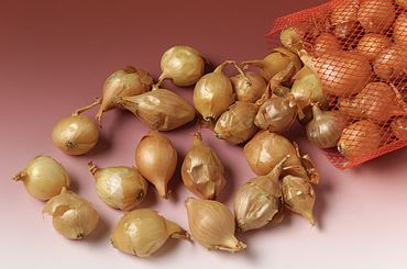 Onion Bulb Set for Biology and Life Science