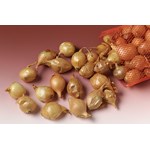 Onion Bulb Set for Biology and Life Science