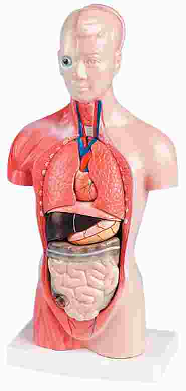 Mini Torso Model for Anatomy Studies