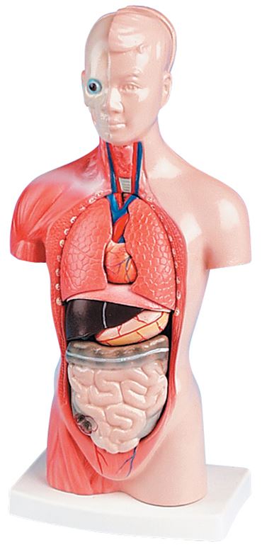 Mini Torso Model for Anatomy Studies
