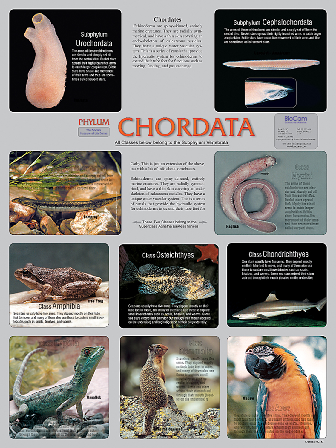 chordata phylum poster
