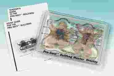 Pro-Sect® Dissected Bullfrog Mount for Biology Lab