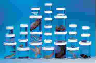 Preserved Animal Survey Set A for Biology and Life Science