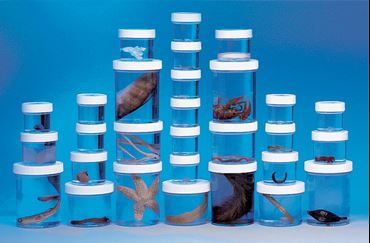Preserved Animal Survey Set A for Biology and Life Science