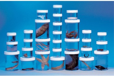 Preserved Animal Survey Set A for Biology and Life Science