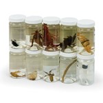 Preserved Arthropod Survey Set for Biology and Life Science