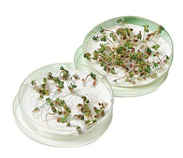 Seed Germination and Moisture Botany Guided-Inquiry Kit for Biology and Life Science