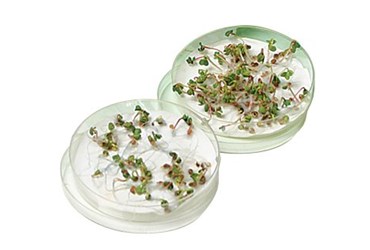 Seed Germination and Moisture Botany Guided-Inquiry Kit for Biology and Life Science