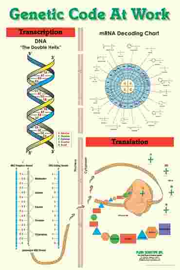 Genetic Code Poster for Biology and Life Science