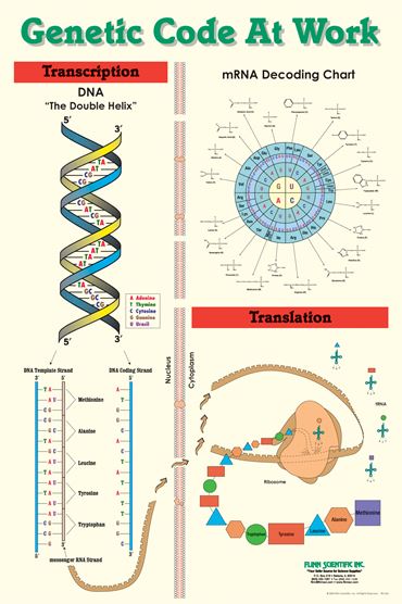 Genetic Code Poster for Biology and Life Science