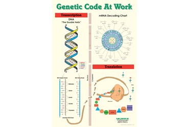 Genetic Code Poster for Biology and Life Science