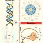 Genetic Code at Work Poster | Flinn Scientific