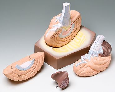 Brain Model for Anatomy Studies (Economy Choice)