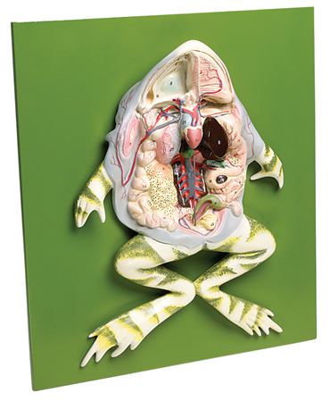 Frog Dissection Model For Biology and Life Science