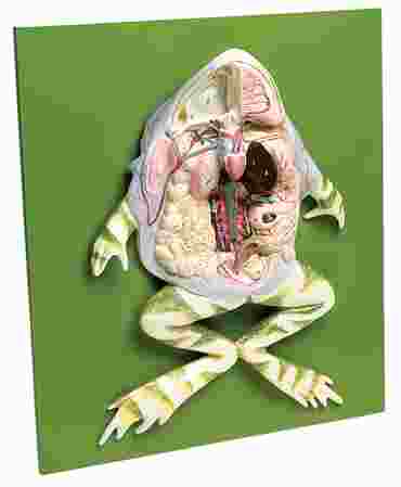 Frog Dissection Model For Biology and Life Science