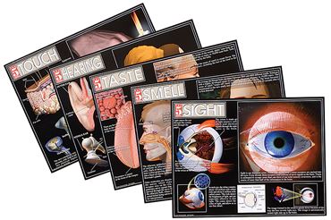 Five Sense Poster Series for Anatomy Studies