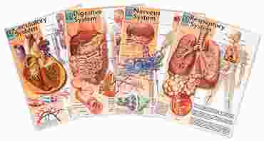 Human Body Systems Poster Series for Anatomy Studies
