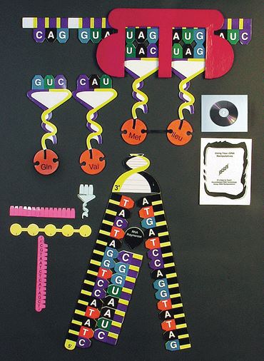 Protein Synthesis Demonstration Model for Biology and Life Science