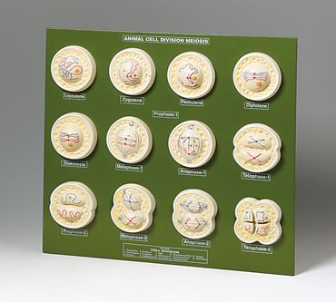 Animal Cell Meiosis Model for Biology and Life Science