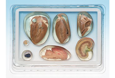 Pro-Sect® Sectioned Sheep Organ Survey Mount for Biology Lab
