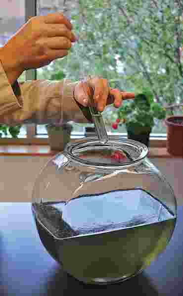 Dissolved Oxygen Classic Lab Kit for AP® Biology
