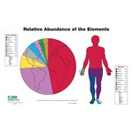 Relative Abundance of the Elements Poster