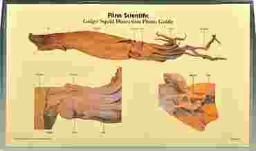 Loligo Squid Dissection Photo Guide for Biology and Life Science