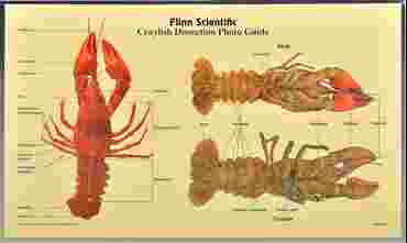 Loligo Squid Dissection Photo Guide for Biology and Life Science