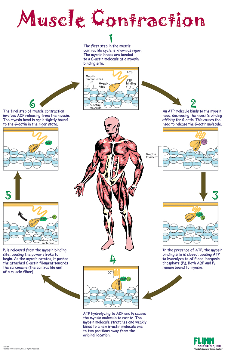 Scientific Poster Muscle 114