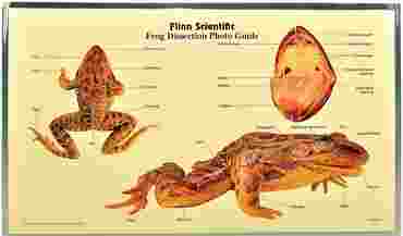 Loligo Squid Dissection Photo Guide for Biology and Life Science