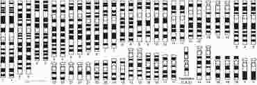 magnetic demonstration model, magnetic chromosomes