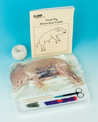Complete Pack™ Preserved Fetal Pig Dissection Set