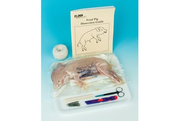 Complete Pack™ Preserved Fetal Pig Dissection Set